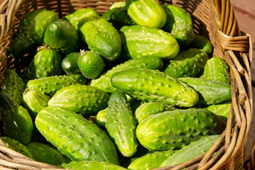 Harvest ripe ecological cucumbers in a wicker basket. eco food home gardening concept.