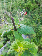 Balm-leaved figwort