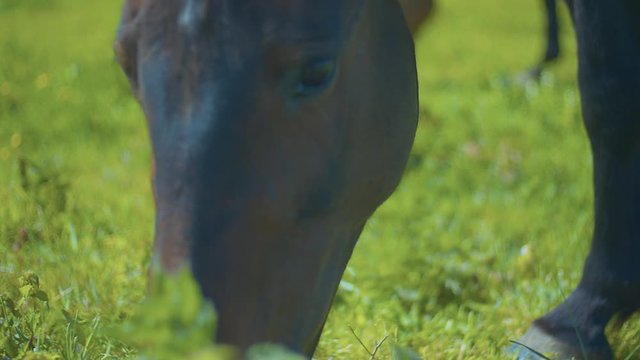 Close up of brwon horse eating grass on meadow.