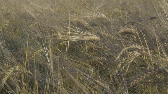 Close Up Of Grain Agricultural Crop Field.