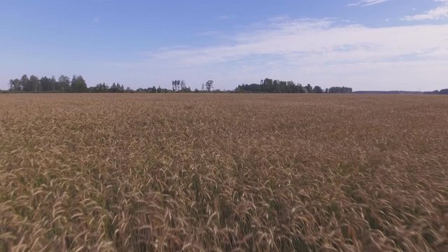 Grain Agricultural Crop Field. Aerial Low Dolly-In Flying Forward