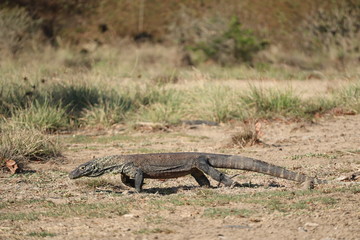 Komodo Dragon, Komodo National Park