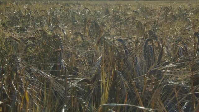 Close-Up Of Grain Agricultural Crop Field On A Sunny Summer Day