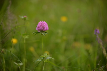 medicinal plant trifolium pratense in blooming time