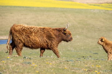 Highland cattle mother and child