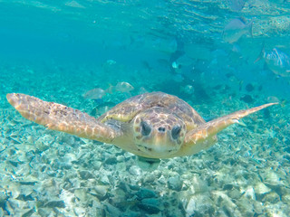 Breathtaking shot of an underwater landscape with tropical fishes in Caye Caulker island