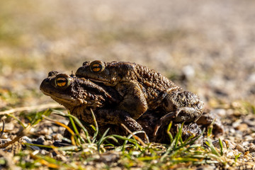 Frogs mating while crossing a road