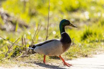 Duck crossing a trail