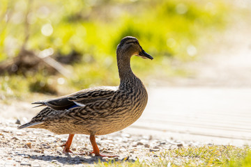 Duck crossing a trail