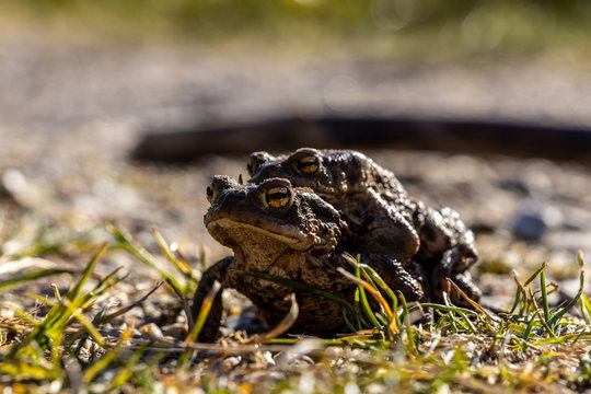 Frogs mating while crossing a road