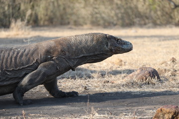 Komodo Dragon, Komodo National Park