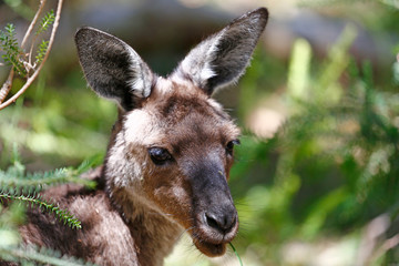 Grey Kangaroo Portrait (wild animal, taken outside Cleland Wildlife Park)