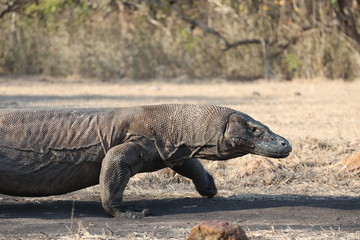 Komodo Dragon, Komodo National Park