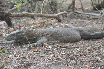 Komodo Dragon, Komodo National Park