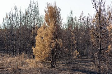 pine forest after a fire in the summer. the tree trunks were burned and blackened. burnt grass