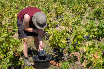 Vendanges dans le beaujolais