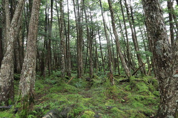 Fototapeta premium Scecery of shirakoma foresut ,japan,nagano 