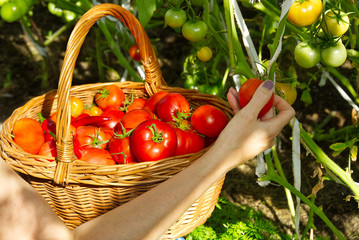 in the greenhouse the girl's hand collects ripe red ecological tomatoes into a wicker basket. eco food home gardening concept.