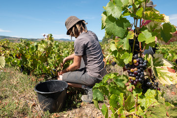 Vendanges dans le beaujolais