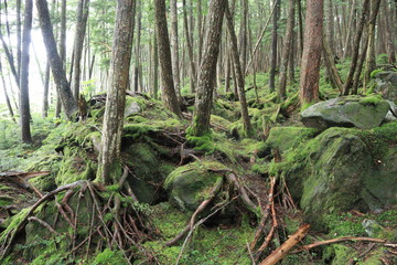 Scecery of shirakoma foresut ,japan,nagano	