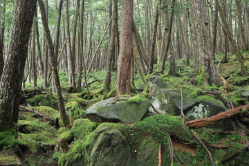 Scecery of shirakoma foresut ,japan,nagano	