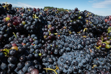 Vendanges dans le beaujolais