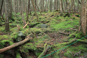 Scecery of shirakoma foresut ,japan,nagano	