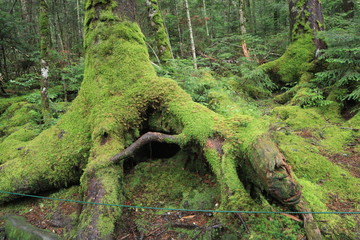 Scecery of shirakoma foresut ,japan,nagano	