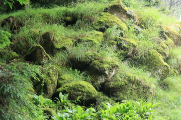 Obraz premium Scecery of shirakoma foresut ,japan,nagano 