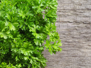 A bunch of curly parsley on a wooden stand closeup, top view, copy space. Delicious spicy herb Petroselinum crispum for nutrition, use in alternative medicine and cosmetology