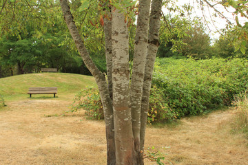 bench in the park