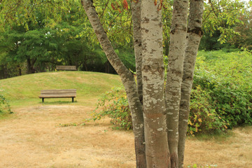 wooden bench in the park