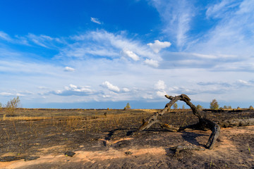 panorama of a scorched field and pine forest against a blue sky with clouds. forest fire in the summer . yellow remains from the trunks of trees burned . scorched black earth and grass