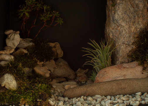 Green moss and stones in nature