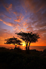 Fototapeta na wymiar Sonnenaufgang über dem Meer mit Bäumen als Silhouette