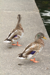 ducks on the dock