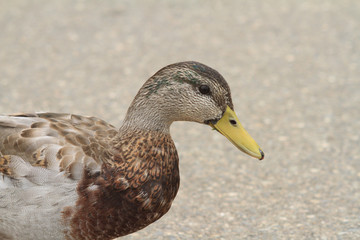 female mallard duck