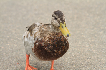 female mallard duck