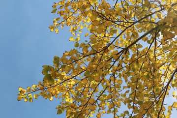 Beautiful autumn leaves with the blue sky, Tibet, China