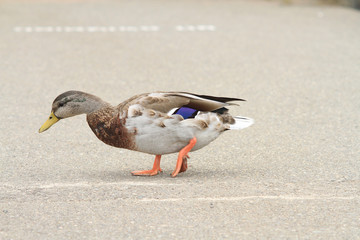 duck on the dock