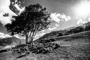 Lonely tree in the mountains
