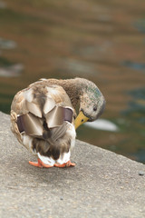 duck on the dock