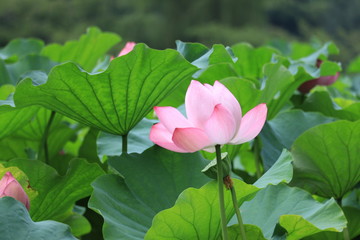 lotus in the park ,japan,tokyo
