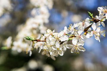 Fühlingsblüte