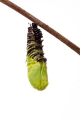 Monarch butterfly caterpillar transforming into a chrysalis. The elapsed time from the start of...