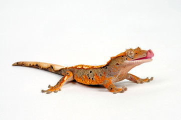 Crested gecko / Neukaledonischer Kronengecko (Correlophus ciliatus)