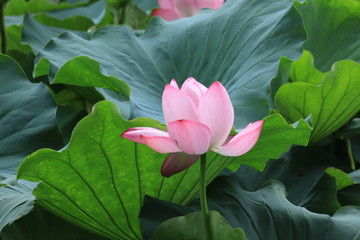 lotus in the park ,japan,tokyo
