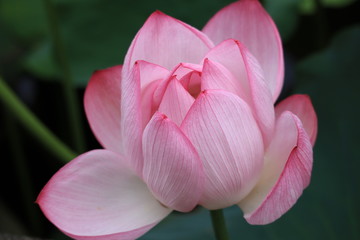 lotus in the park ,japan,tokyo
