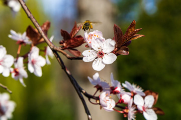 Obraz premium Biene mit Kirschblüte