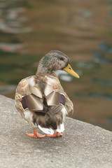 duck on the dock